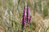 Lythrum salicaria