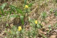 Carthamus lanatus