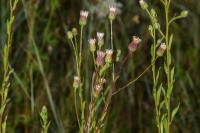 Erigeron acris