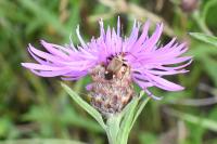 Centaurea jacea