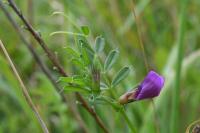 Vicia segetalis