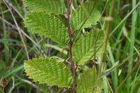 Carpinus betulus