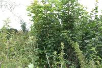 Acer pseudoplatanus