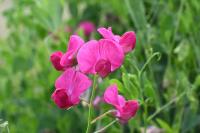 Lathyrus tuberosus