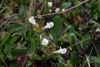 Prunella vulgaris