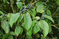 Cornus sanguinea