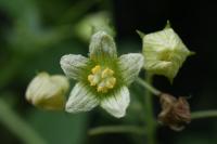 Bryonia dioica