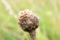 Centaurea jacea