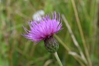 Cirsium tuberosum