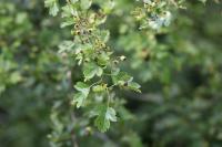 Crataegus monogyna