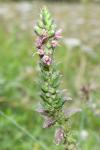 Odontites vernus