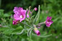 Epilobium hirsutum