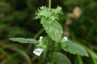 Melissa officinalis