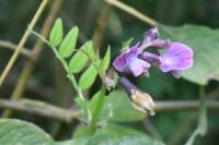 Vicia sepium