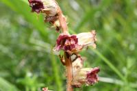 Orobanche gracilis