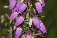 Erica cinerea