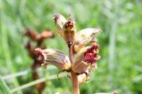 Orobanche gracilis