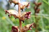 Orobanche gracilis