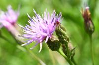 Serratula tinctoria