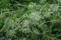 Falcaria vulgaris