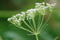 Falcaria vulgaris