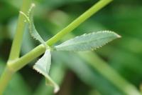 Falcaria vulgaris