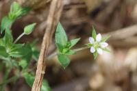 Arenaria serpyllifolia