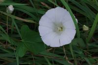 Convolvulus sepium