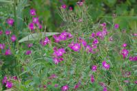 Epilobium hirsutum
