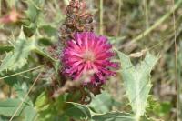 Trifolium rubens