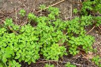 Euphorbia peplus