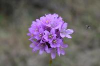 Armeria arenaria