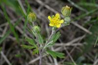 Potentilla argentea