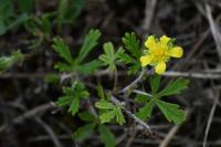 Potentilla argentea