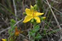 Hypericum perforatum