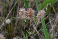 Trifolium arvense