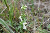 Stachys recta