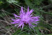 Centaurea jacea