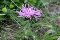 Centaurea jacea