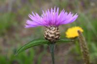 Centaurea jacea