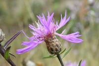 Centaurea jacea