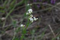 Galium album