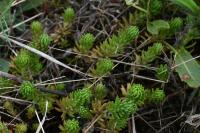 Petrosedum rupestre