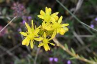 Petrosedum rupestre