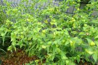 Euphorbia lathyris