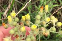 Andryala integrifolia