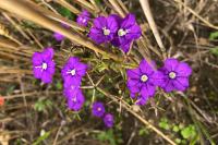 Legousia speculum-veneris