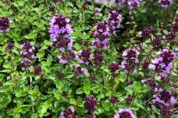 Thymus serpyllum