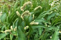 Persicaria lapathifolia