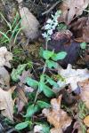 Veronica officinalis